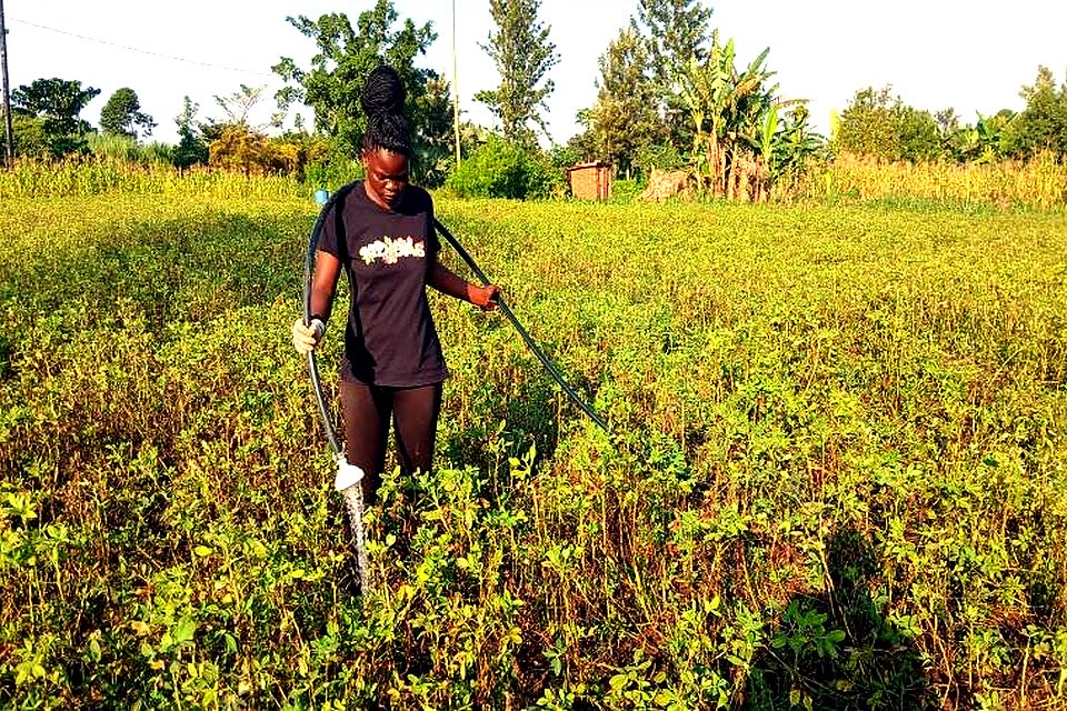 Harvested field