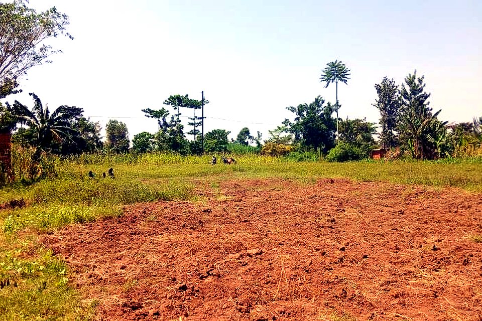 Harvesting groundnuts