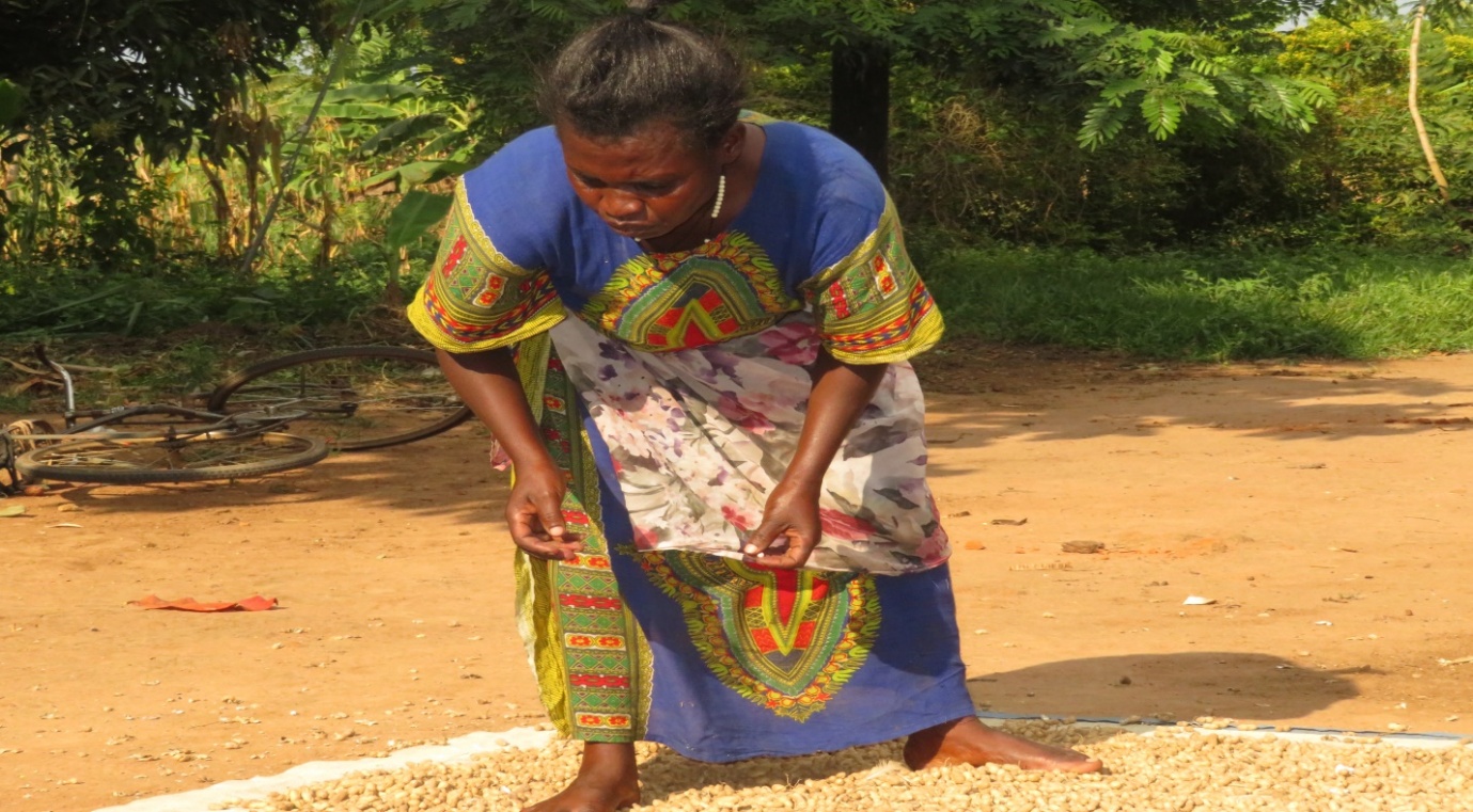 Kyozira Betty dries her groundnuts on a tarpaulin, applying improved post-harvest handling practices.